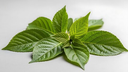 Freshly picked vibrant green leaves showcasing natural beauty and healthy foliage