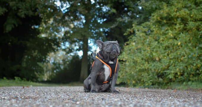 Franz&ouml;sische Bulldogge beim Spaziergang