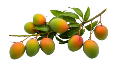 Mangoes on a branch isolated on transparent background