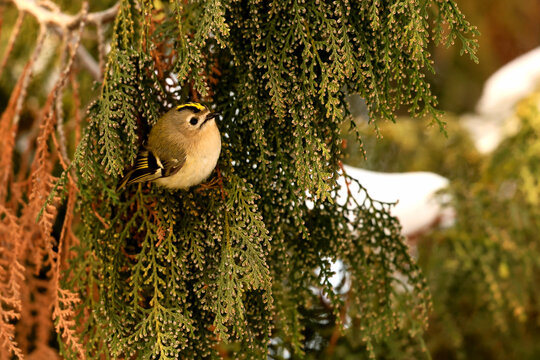 Goldcrest, Regulus regulus, search food during the day in a juniper tree.