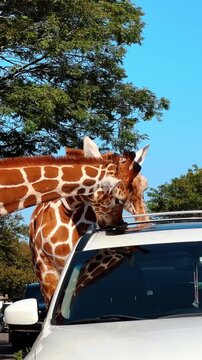 Tall beautiful giraffes are licking the car. Wild animals near the auto visiting the zoo. Vertical video.