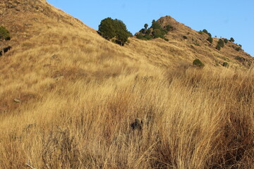 Fototapeta premium Vibrant green pine tree on a sunlit mountain slope with golden dry grass and rocky foreground