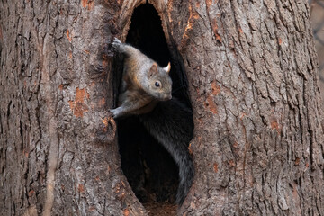 Obraz premium Eastern Gray Squirrel in Tree Hollow, Sciurus carolinensis, wildlife animal