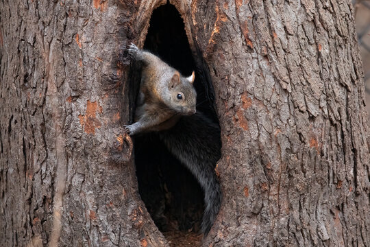 Eastern Gray Squirrel in Tree Hollow, Sciurus carolinensis, wildlife animal
