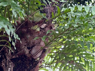 Drynaria quercifolia clings to trees, perfect for creative nature backgrounds.