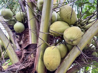 Green coconuts growing naturally on a palm tree in a tropical environment, representing agriculture, fresh fruit, and tropical lifestyle.