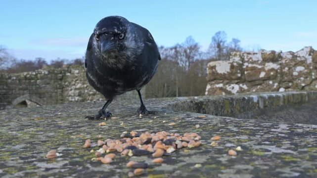 Jackdaw (Corvus monedula) with plumage pigment abnormality (Leucism) in closeup, eating seeds from the top of a stone wall. January, Kent, UK [Slow motion x4]
