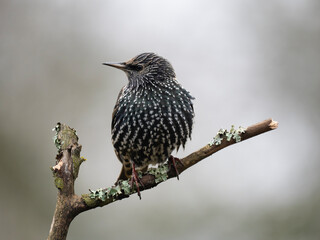 Blaumeise, Cyanistes caeruleus