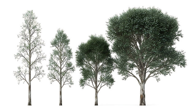 four diverse eucalyptus trees isolated on a white background used for architectural visualization landscape design and various digital asset libraries