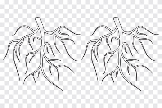 Root, taproot vector isolated, tap root icon set. isolated black roots line on white background. Eps 10.