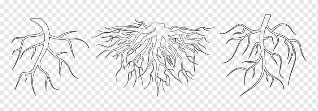 Tree root icon set. Tree root silhouette set on Transparent Background. Root icon logo design template isolated illustration. EPS 10 set.