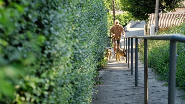 Man walking uphill with two dogs along a narrow urban park path with handrails. Calm outdoor lifestyle scene showing effort, routine movement and everyday pet care in summer