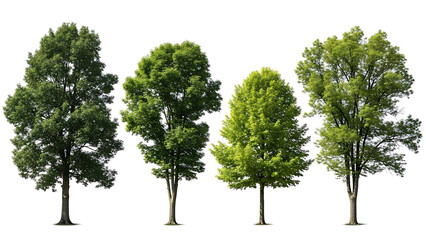 isolated green trees cut out on a pure white background offering natural elements for architectural rendering and digital landscape design projects