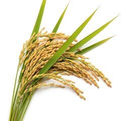 Rice plant with grain