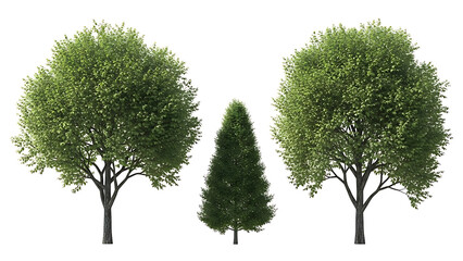 Obraz premium isolated green trees standing on a clean white background providing versatile assets for architectural visualization and various design projects.