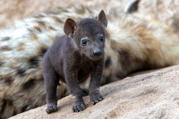 Obraz premium Spotted Hyena cub at the den. The hyena mother was nursing her curious cubs at the den with sunrise in Sabi Sands Game Reserve in South Africa