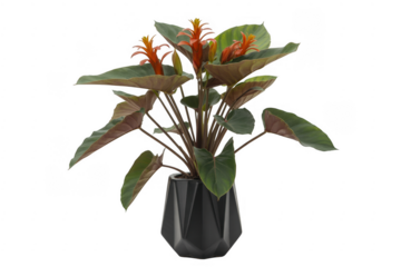 Potted Plant with Green Leaves and Orange Flowers plant in pot isolated on a transparent background