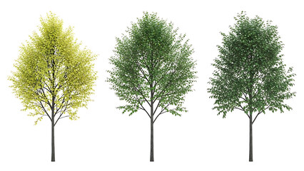 Obraz premium isolated green trees with varied deciduous foliage standing on a pure white background for architectural renders landscape design and ecological concepts.