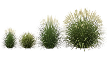 isolated pampas grass plants with elegant feathery plumes in various sizes on white for modern landscape design and architectural visualization