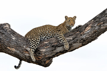 Obraz premium Leopard female resting in a tree in the late afternoon in Sabi Sands Game Reserve in the Greater Kruger Region in South Africa