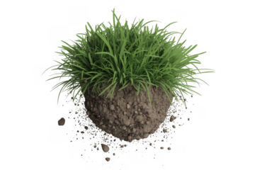 Clump of green grass on brown soil dirt earth isolated on a transparent background
