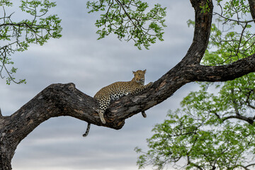 Fototapeta premium Leopard female resting in a tree in the late afternoon in Sabi Sands Game Reserve in the Greater Kruger Region in South Africa