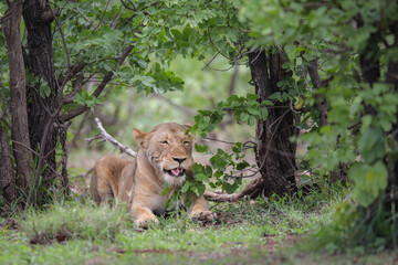 Lion resting in the Kruger National Park © John