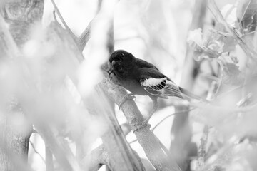 Southern black tit perched in a bushy tree, Kruger National Park © John