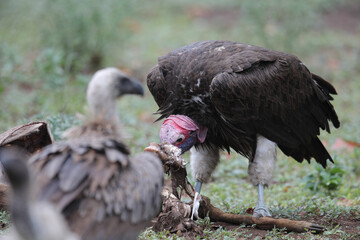 Fototapeta premium Lappet-faced vulture feeding on an antelope carcass in the Kruger National Park