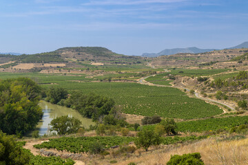 Naklejka premium Vineyards growing along Ebro River in La Rioja, Spain