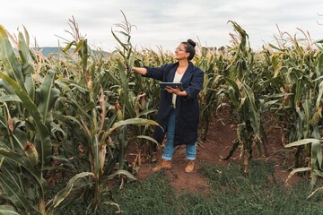 Agronomist inspecting corn plant growth using digital tablet in cultivated field