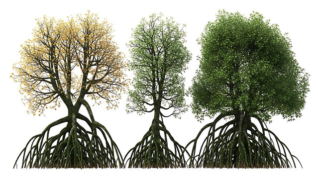 mangrove trees with intricate prop roots highlighting coastal ecosystems and biodiversity ideal for environmental education and climate change visuals