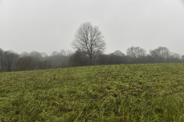 For&ecirc;t en hiver derri&egrave;re un champ sous la pluie &agrave; Frasnes-Lez-Gosselies (Charleroi)