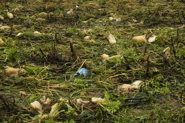 Restes de betteraves sucri&egrave;res apr&egrave;s r&eacute;colte dans un champs &agrave; Frasnes-Lez-Gosselies (Charleroi)