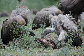 White-backed vulture feeding on an antelope carcass in the Kruger National Park
