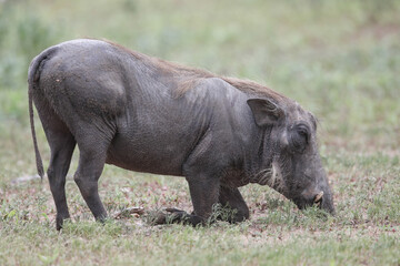 Warthog looking for food just under the surface of the grass