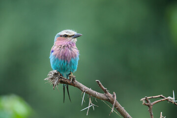 Lilac-breasted roller perched on broken tree branch with soft green background