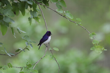 Obraz premium Plum-coloured (violet-backed) starling male in breeding plumage
