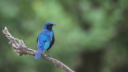 Obraz premium Blue-eared glossy starling perched on a branch with a clean green background