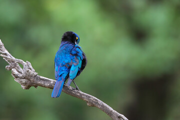 Fototapeta premium Blue-eared glossy starling perched on a branch with a clean green background