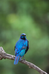 Obraz premium Blue-eared glossy starling perched on a branch with a clean green background