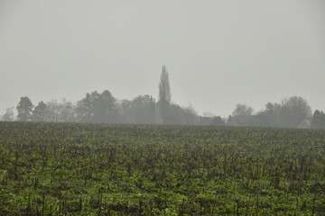 Paysage rural sous la brume et la bruine &agrave; Frasnes-Lez-Gosselies (Charleroi)