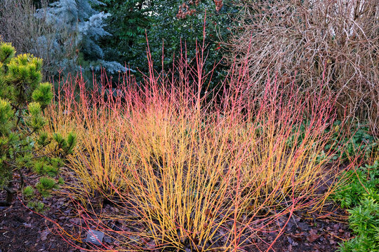 Red and yellow Cornus sanguinea, dogwood, &lsquo;Midwinter Fire&rsquo;.