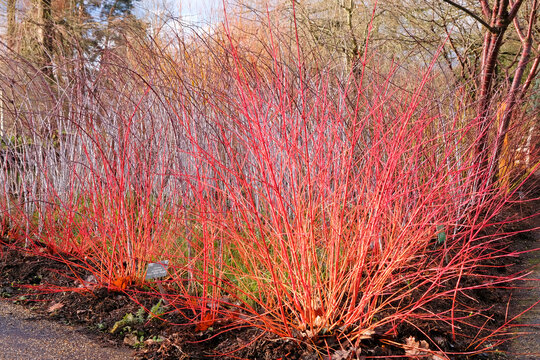 Red and orange Cornus sanguinea, dogwood, &lsquo;Anny's Winter Orange&rsquo;.