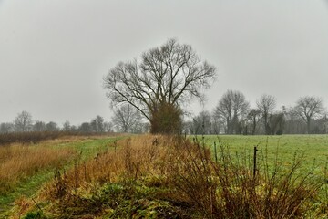 L'arbre solitaire entour&eacute; de lierre sous un ciel gris et la pluie &agrave; Frasnes-Lez-Gosselies (Charleroi)