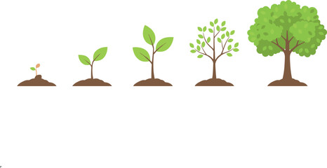 Obraz premium Growth Stages of Tree from Seed to Mature Plant Vector Illustration, Plant Development Sequence, Gardening and Nature Growth Cycle Infographic