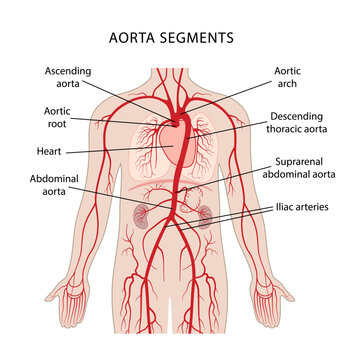 Segments of the aorta. Human circulatory system. Anatomy of blood vessels and arteries. Vector illustration in flat style on a white background.