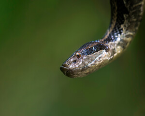 Fototapeta premium Close up of venomous snake with tongue out in natural environment