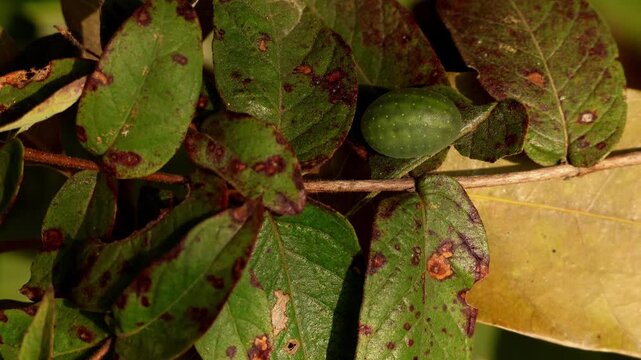 A real time close up wildlife video showing a green limacodidae moth caterpillar on its host plant leaf during winter in a forest setting