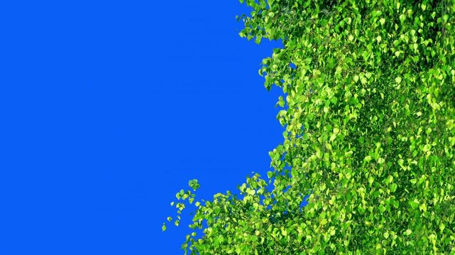 Leafy Tree In Breeze Blue Screen With Key